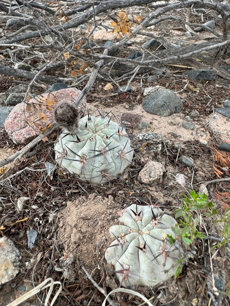 Acanthocalycium thionanthum subsp. glaucum photo 4
