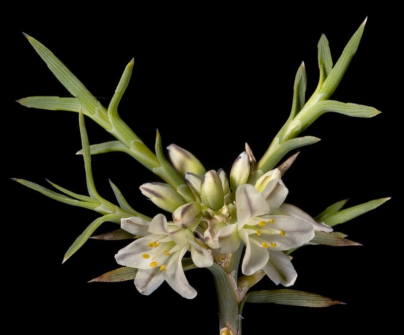 Acanthocarpus canaliculatus