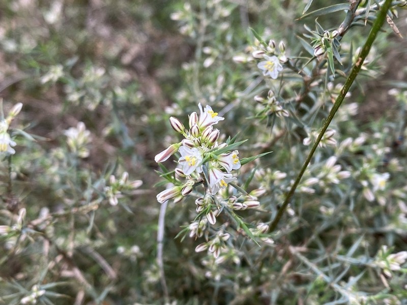 Acanthocarpus canaliculatus photo 2