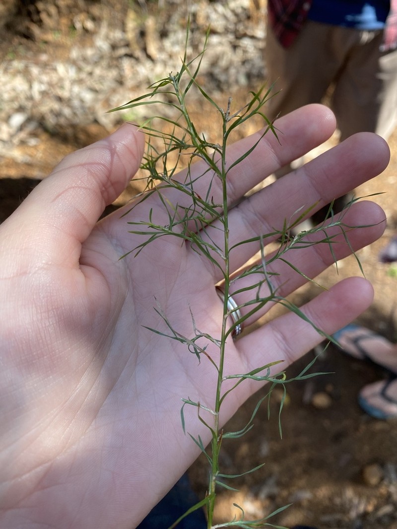 Acanthocarpus canaliculatus photo 3