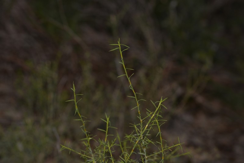 Acanthocarpus canaliculatus photo 4