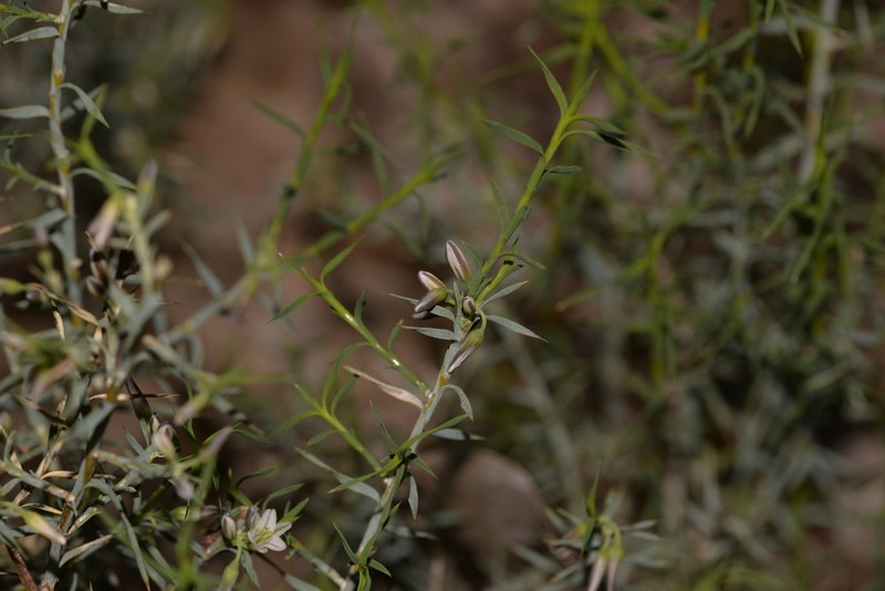Acanthocarpus canaliculatus photo 5