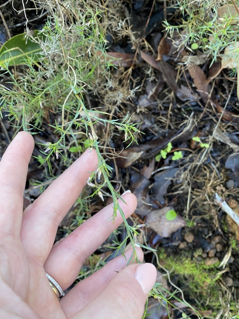 Acanthocarpus canaliculatus photo 6