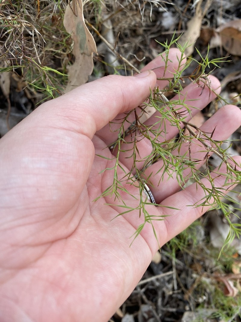 Acanthocarpus canaliculatus photo 7