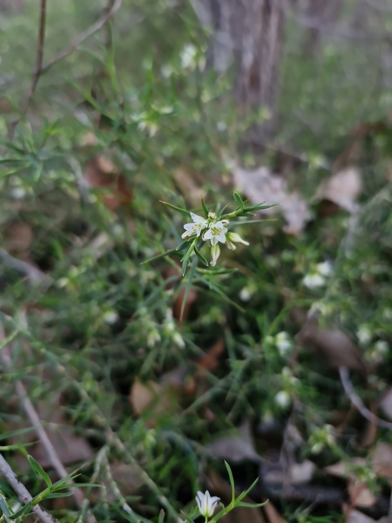 Acanthocarpus canaliculatus photo 8