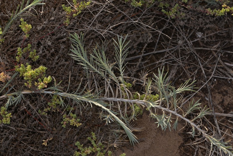 Acanthocarpus preissii photo 2