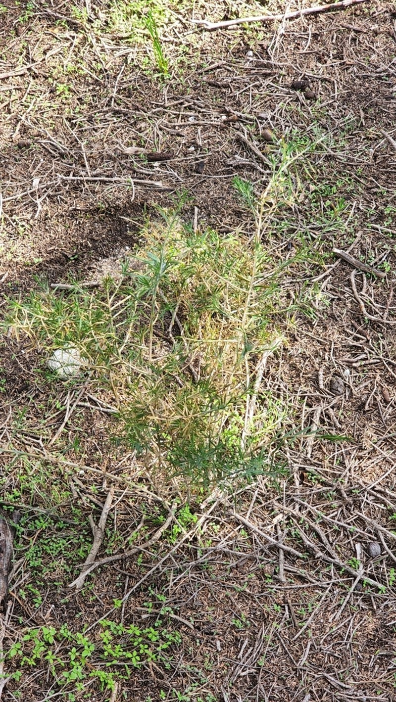 Acanthocarpus preissii photo 3