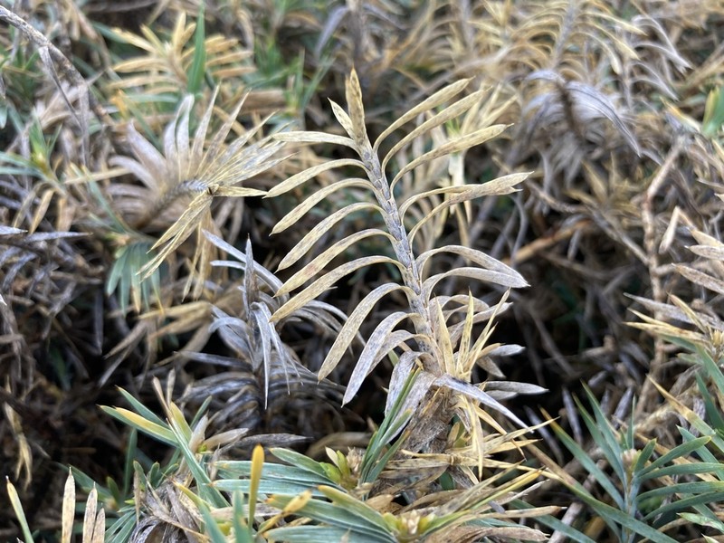 Acanthocarpus preissii photo 4