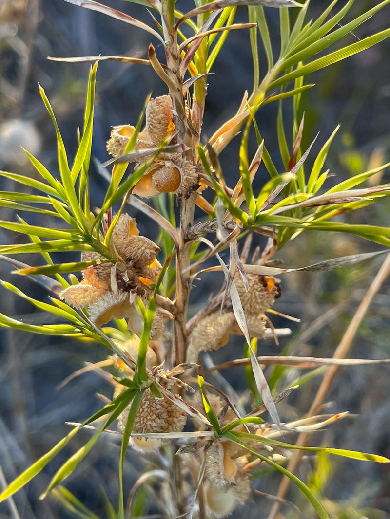Acanthocarpus preissii photo 5