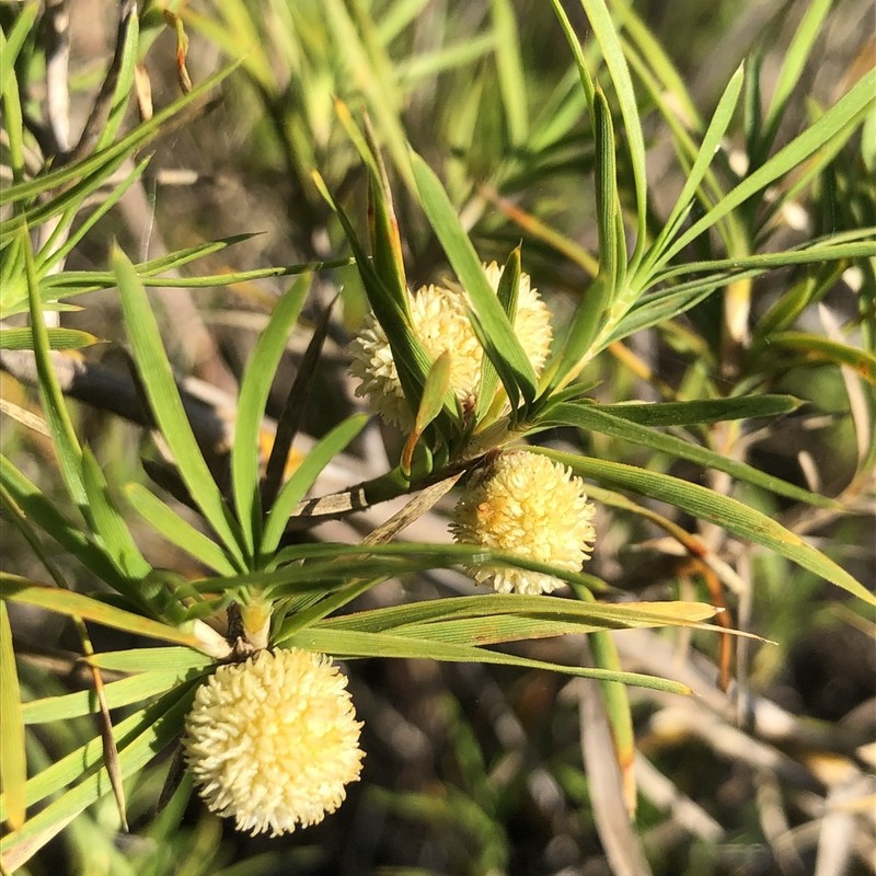 Acanthocarpus preissii photo 6