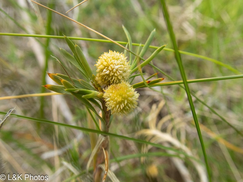 Acanthocarpus preissii photo 7