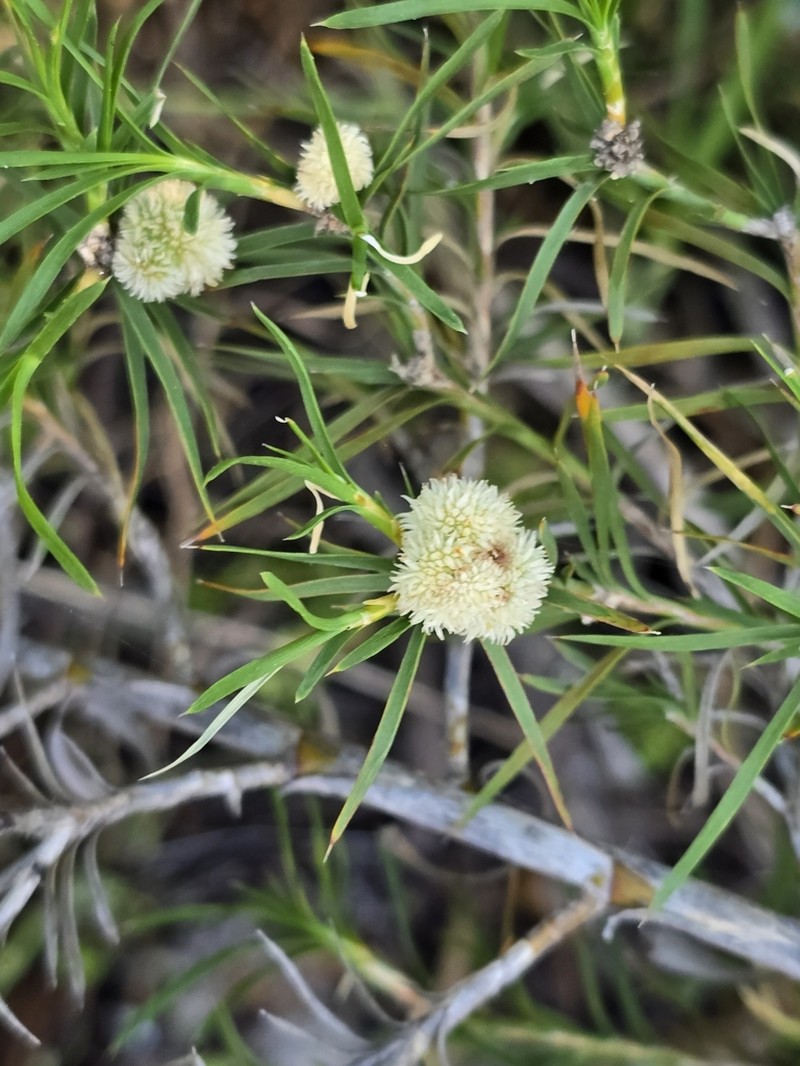 Acanthocarpus preissii photo 8