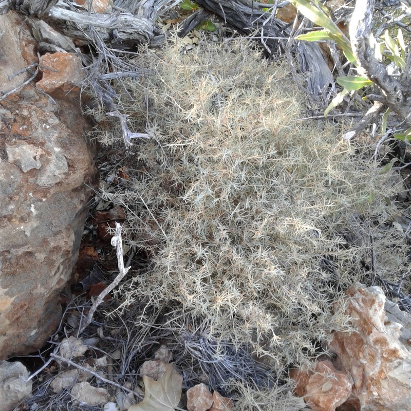 Acanthocarpus rupestris photo 2