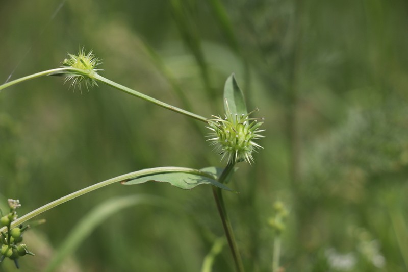 Acanthocephalus amplexifolius photo 2