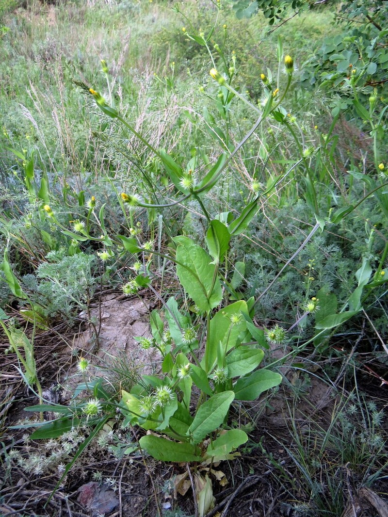 Acanthocephalus amplexifolius photo 3