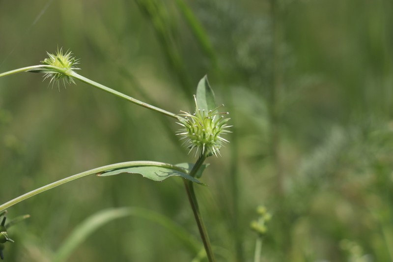 Acanthocephalus amplexifolius photo 4