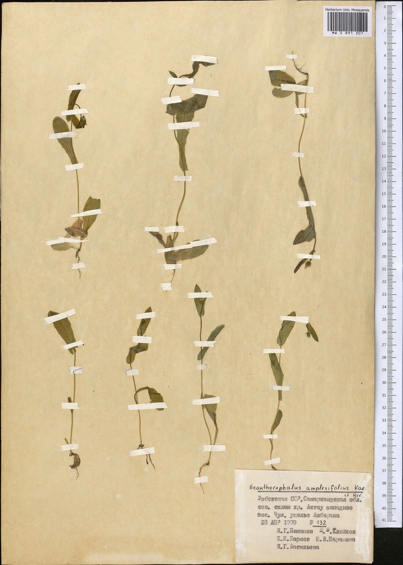 Acanthocephalus amplexifolius photo 6