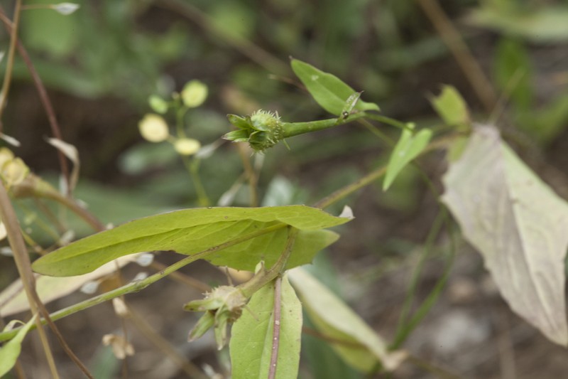 Acanthocephalus benthamianus photo 2