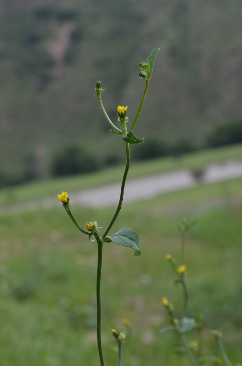 Acanthocephalus benthamianus photo 3