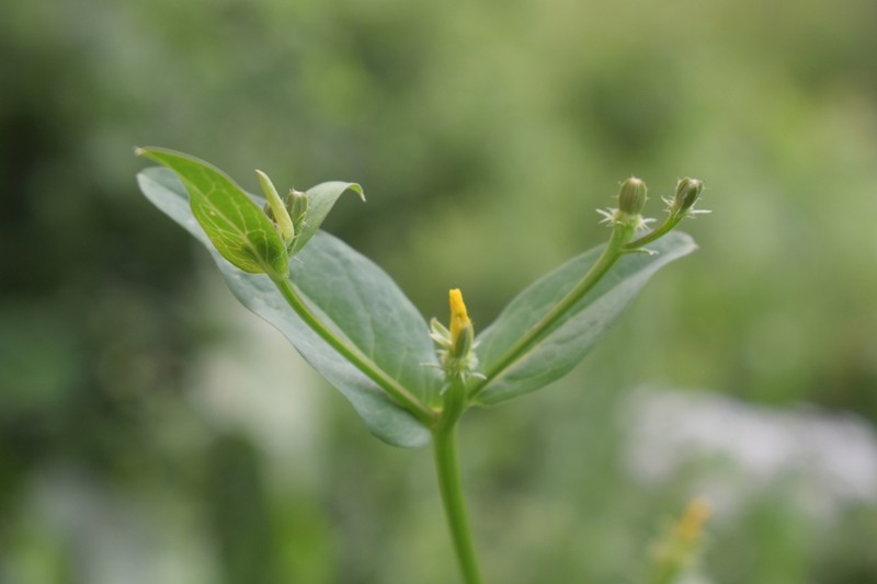 Acanthocephalus benthamianus photo 4