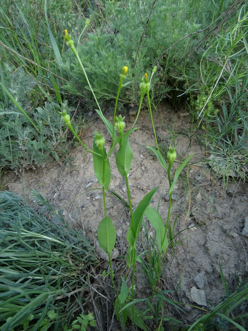 Acanthocephalus benthamianus photo 5