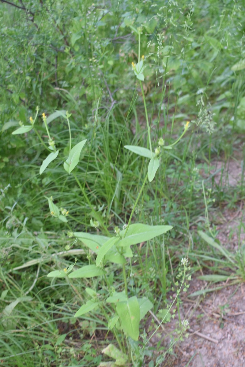 Acanthocephalus benthamianus photo 6