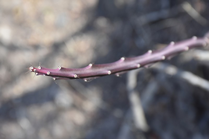 Acanthocereus atropurpureus photo 4
