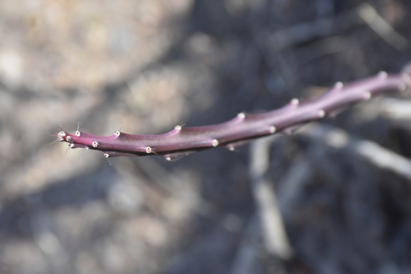 Acanthocereus atropurpureus photo 2