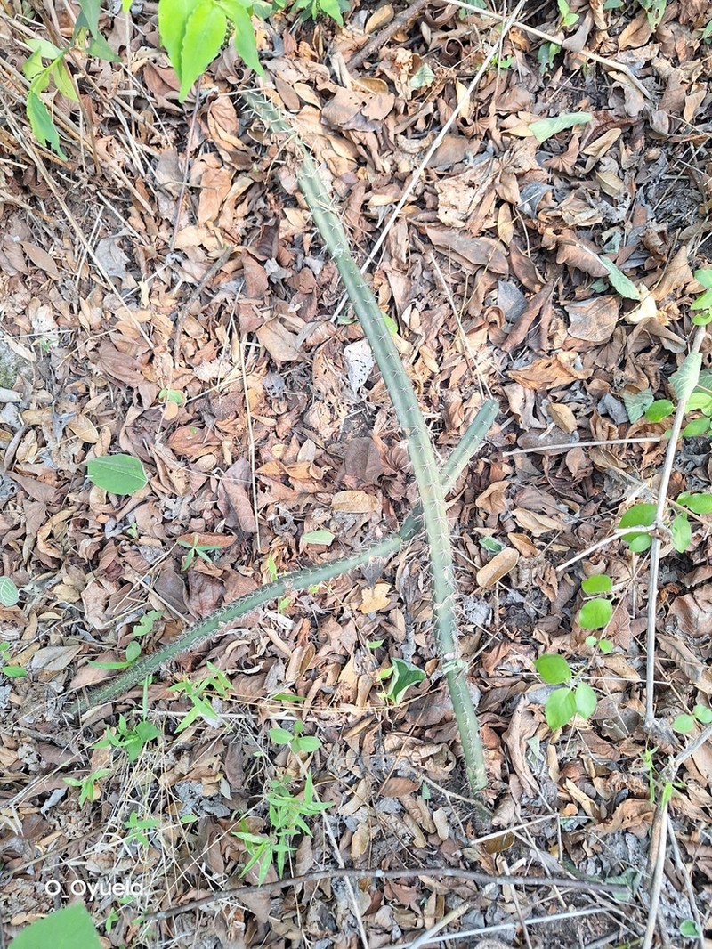 Acanthocereus canoensis photo 2