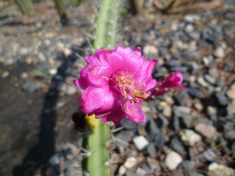 Acanthocereus canoensis photo 3