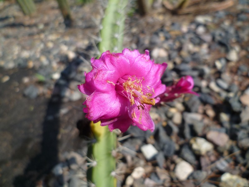 Acanthocereus canoensis photo 4