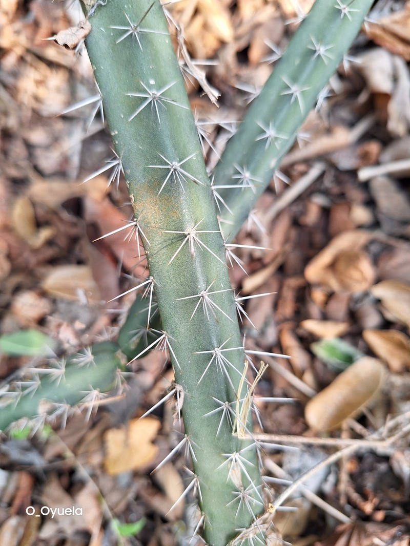 Acanthocereus canoensis