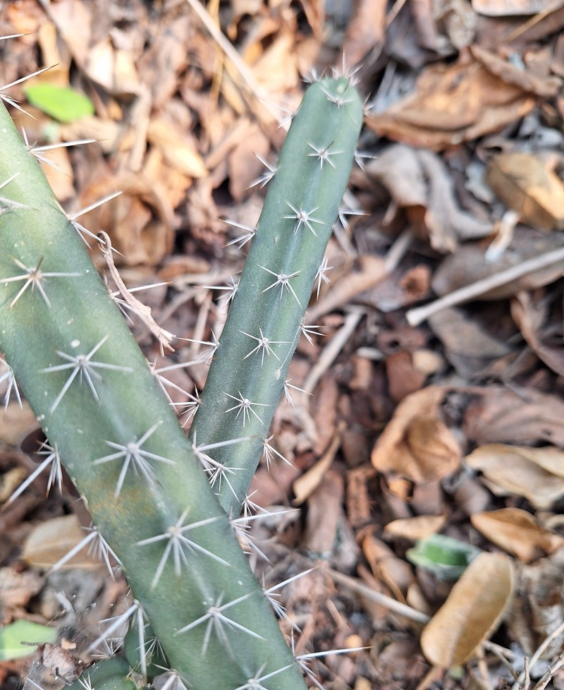 Acanthocereus canoensis photo 5