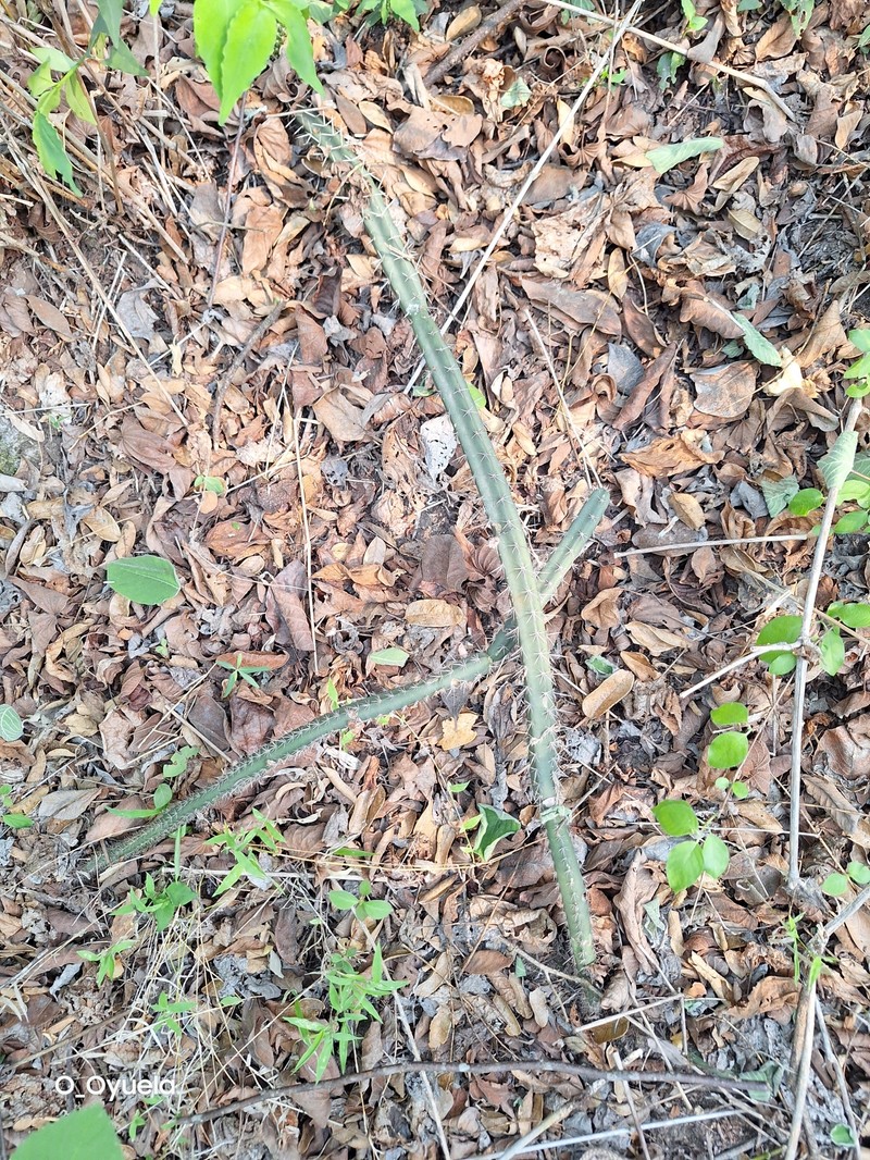 Acanthocereus canoensis photo 6