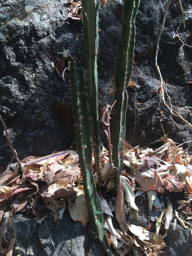 Acanthocereus castellae