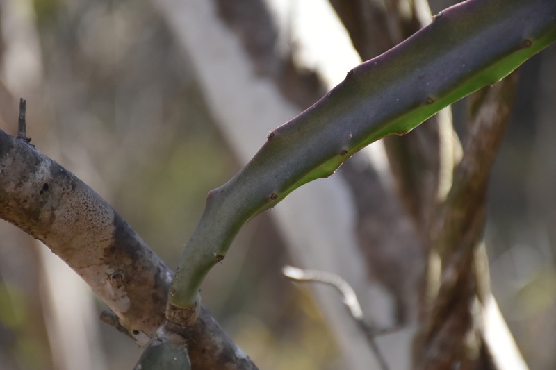 Acanthocereus castellae photo 2