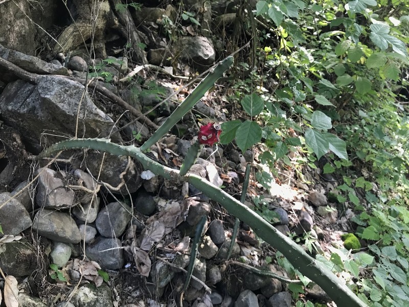 Acanthocereus castellae photo 3