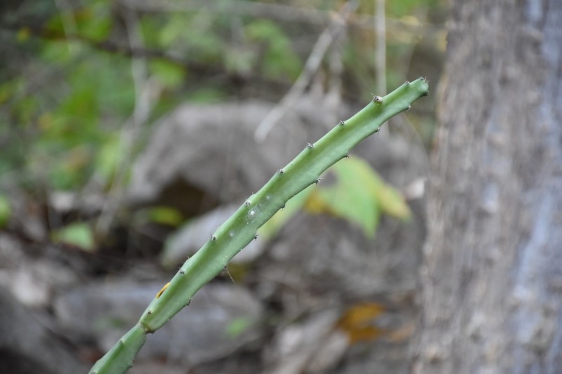 Acanthocereus castellae photo 4