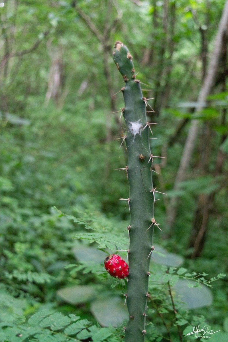 Acanthocereus castellae photo 6