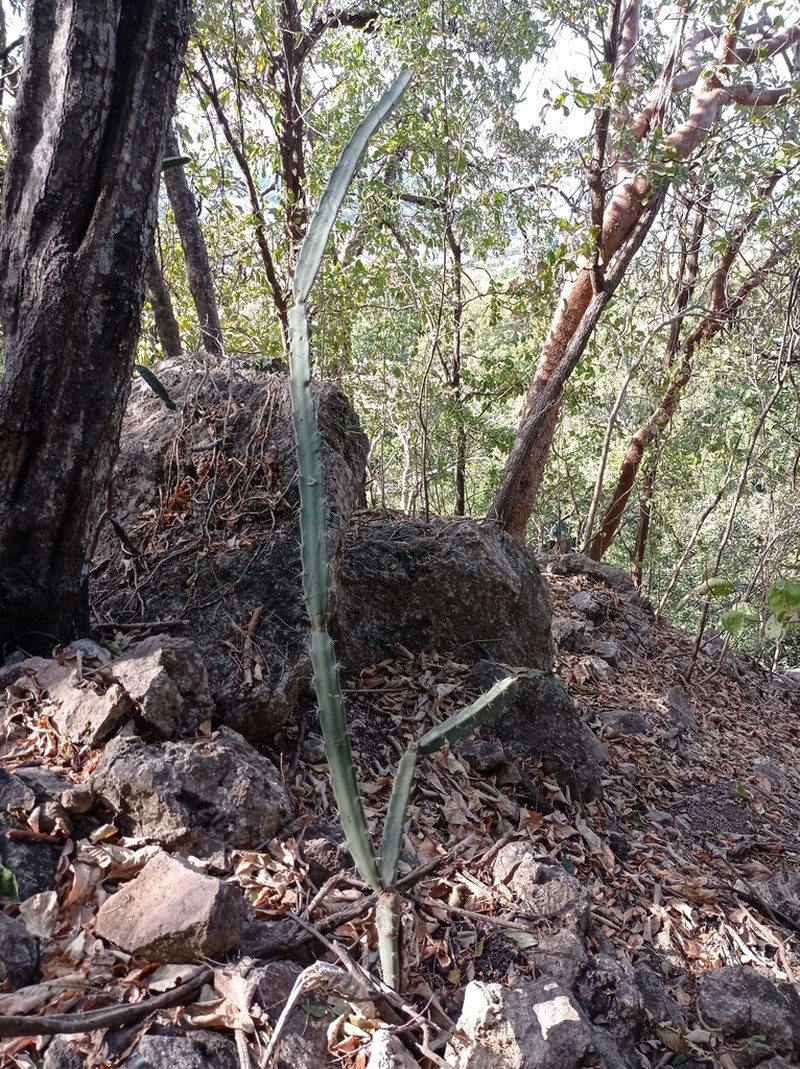 Acanthocereus chiapensis photo 2