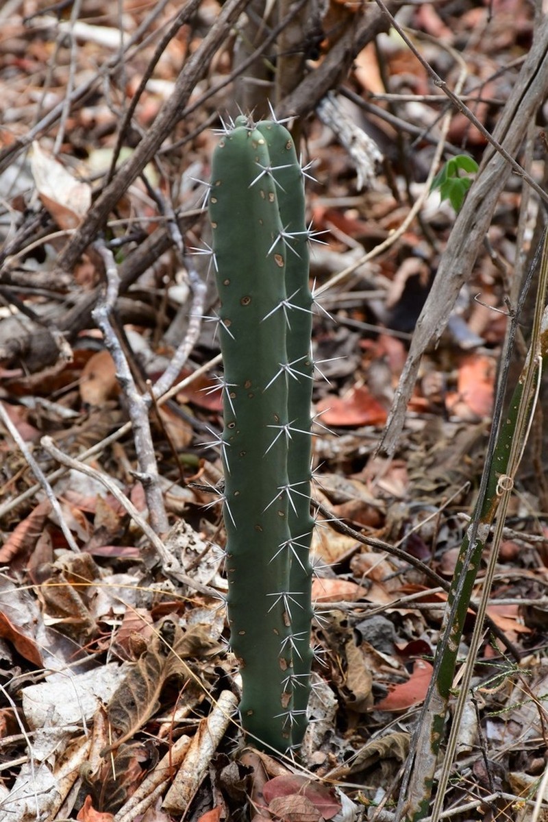 Acanthocereus chiapensis photo 3