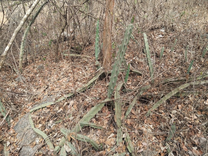 Acanthocereus chiapensis photo 4