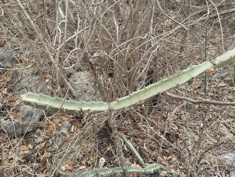 Acanthocereus chiapensis photo 5