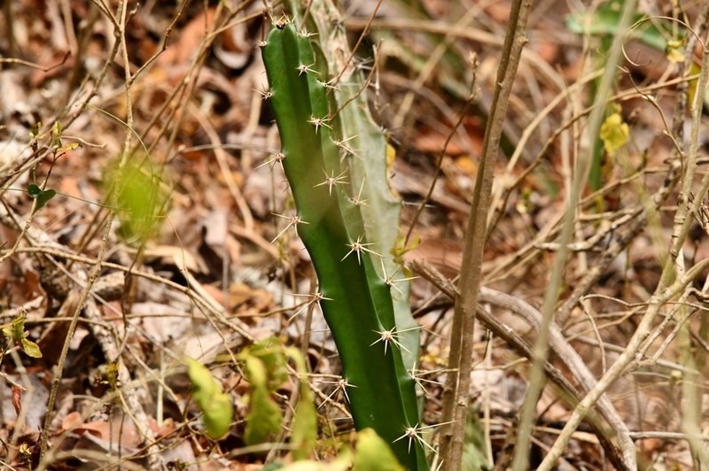 Acanthocereus chiapensis photo 6