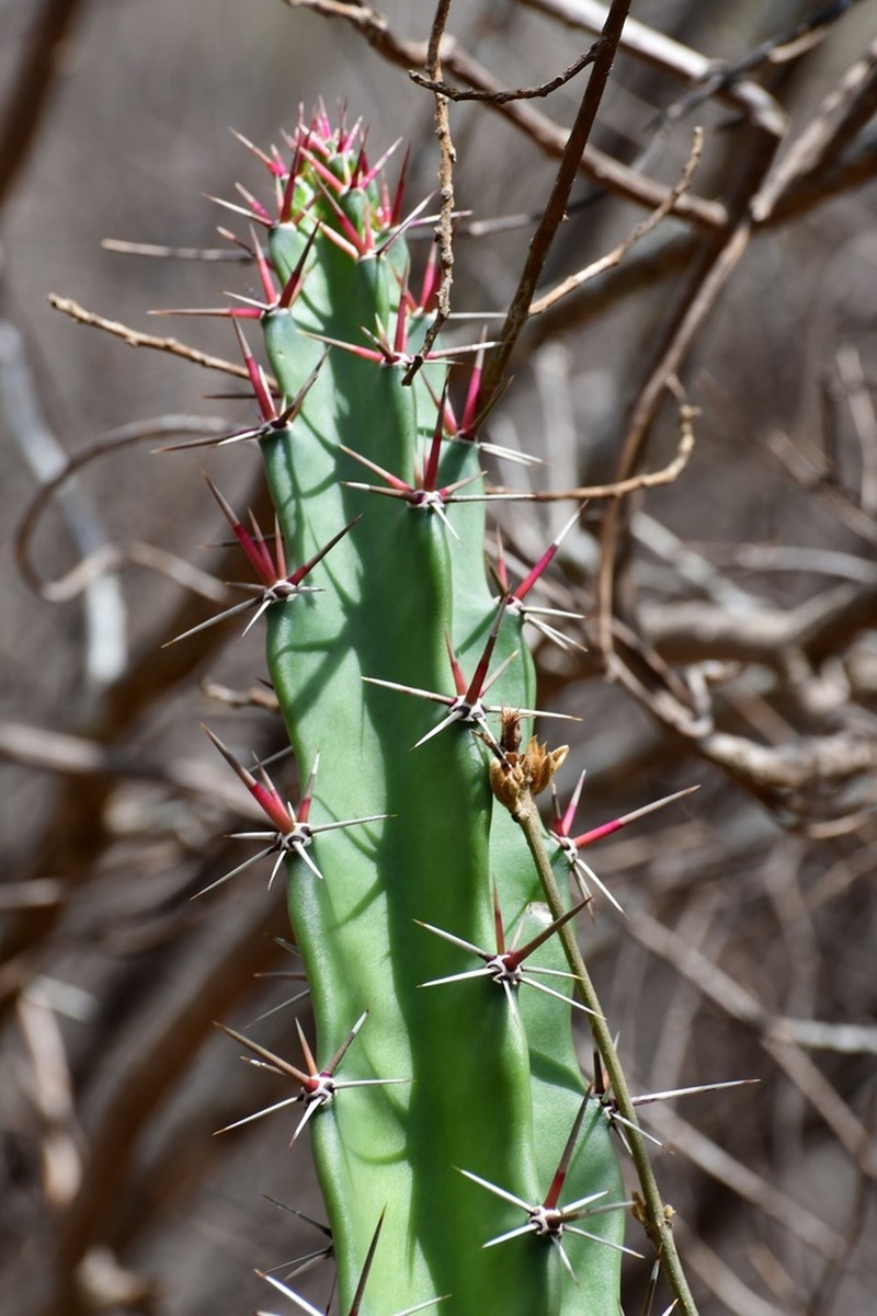 Acanthocereus chiapensis photo 7