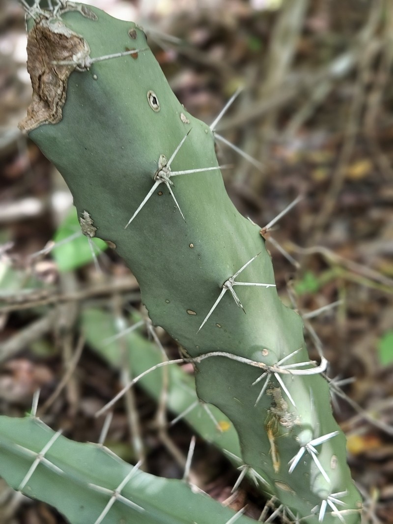 Acanthocereus chiapensis photo 8