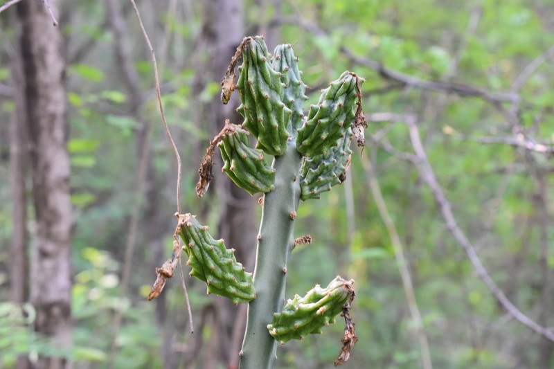 Acanthocereus cuixmalensis