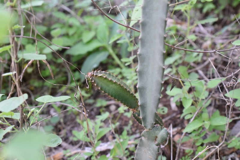 Acanthocereus cuixmalensis photo 2