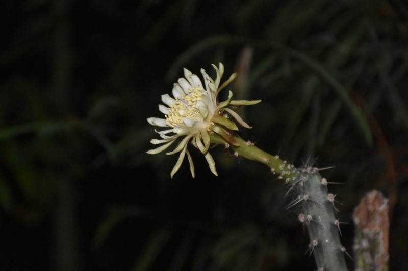 Acanthocereus cuixmalensis photo 3