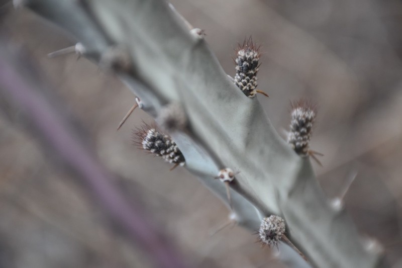 Acanthocereus cuixmalensis photo 5
